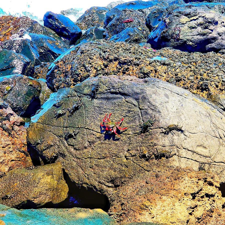 "The Red Crab Studio" By Bbhome At Gran Canaria Airport - Wifi 300 Mbps El Burrero Exteriér fotografie